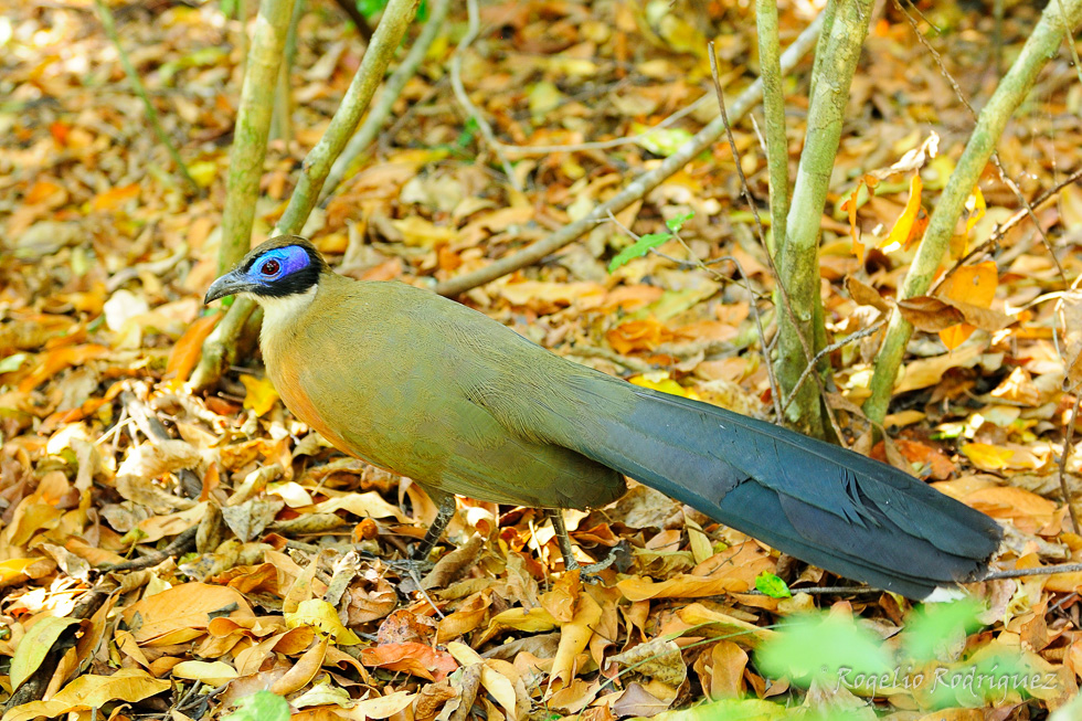 Dentro del Parque de Tsingui se encuentra esta ave parecida a un faisán que me dejo acercar a poco más de un metro